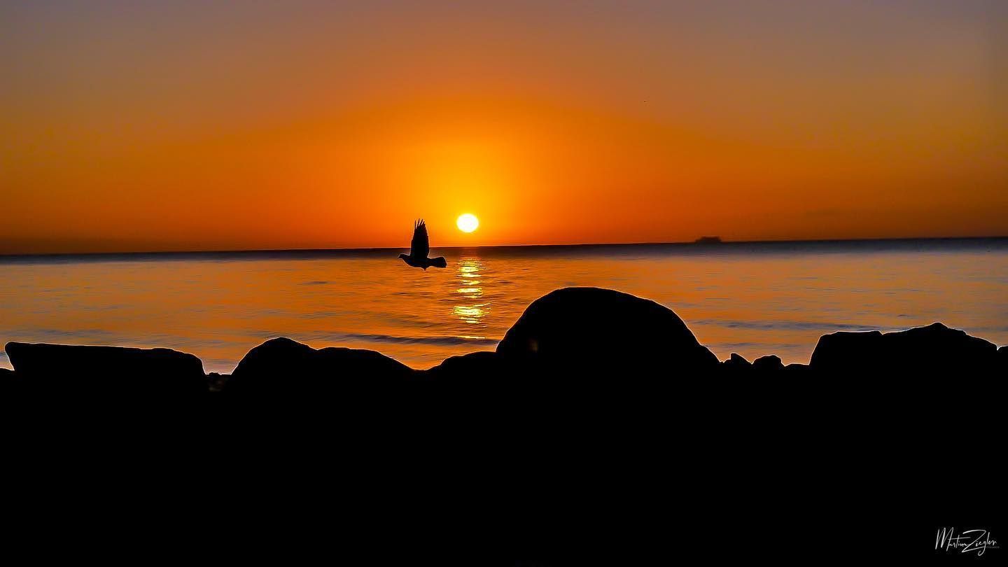 Sonnenuntergang mit fliegendem Vogel, Ostsee — Fotografie von Martina Ziegler