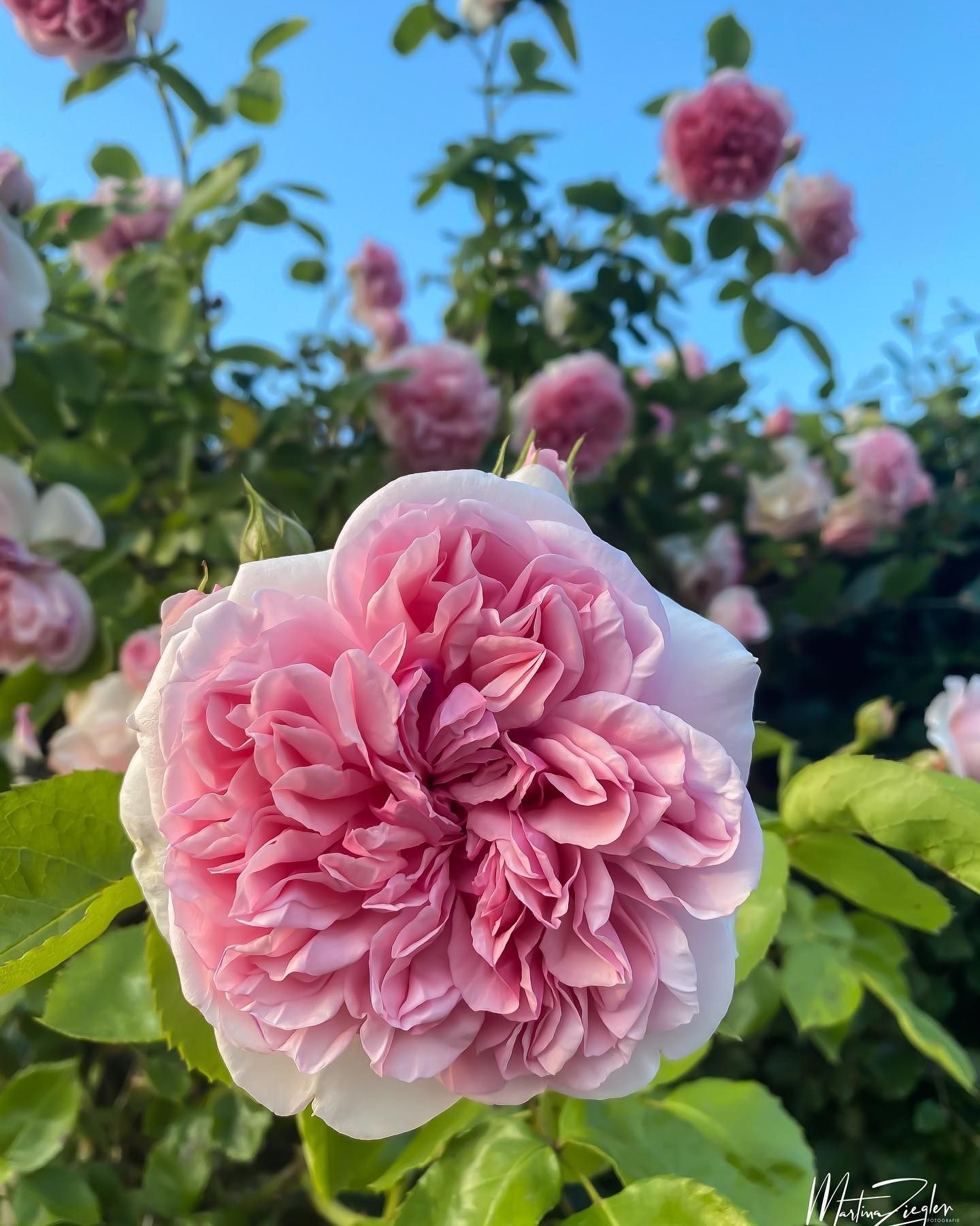 Rose in Makroaufnahme — Naturfotografie von Martina Ziegler