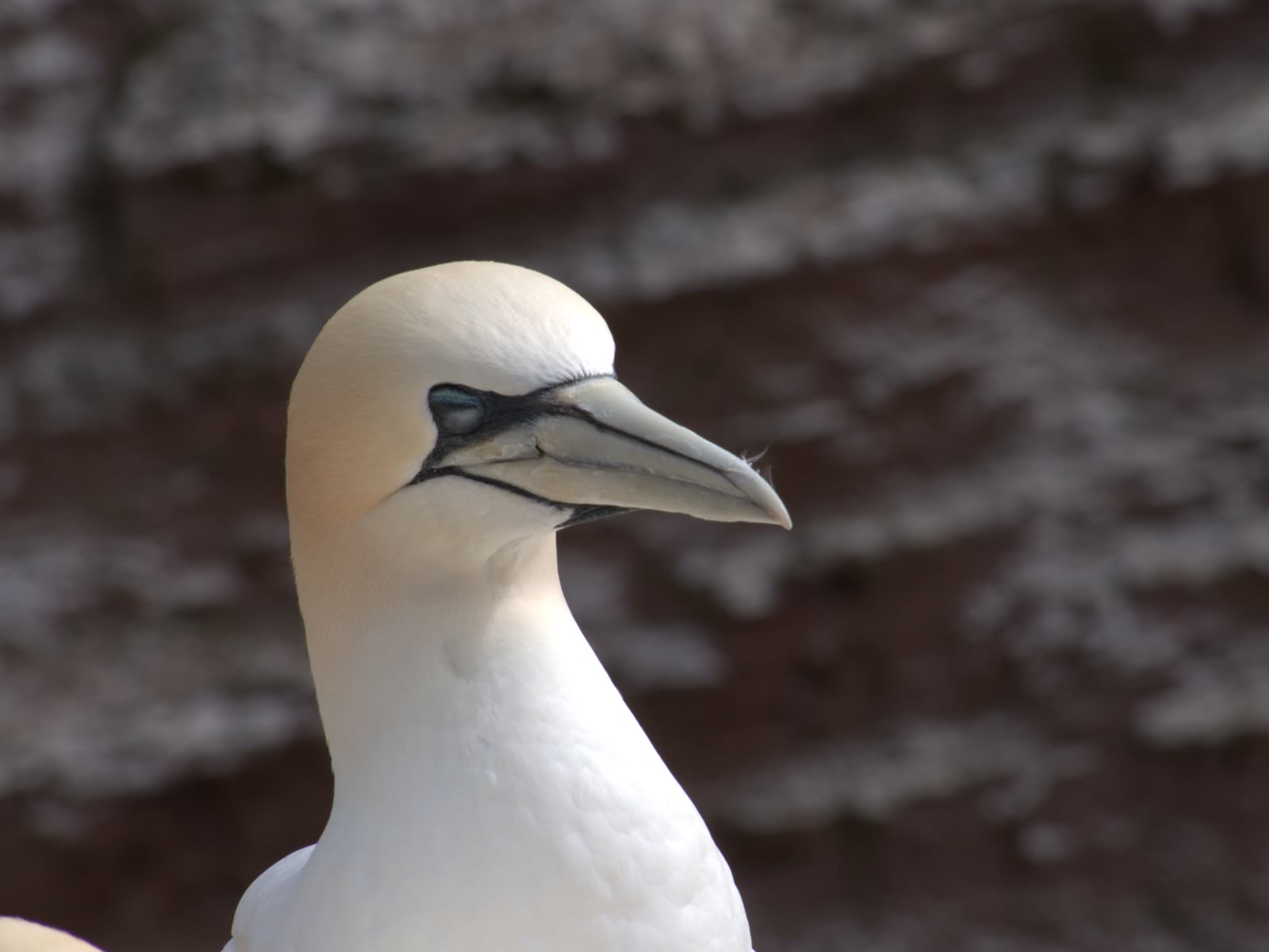 Basstölpel im Porträt, Helgoland — Tierfotografie von Martina Ziegler